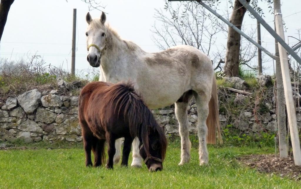 Villa Agritur Maso Fontane Arco Esterno foto